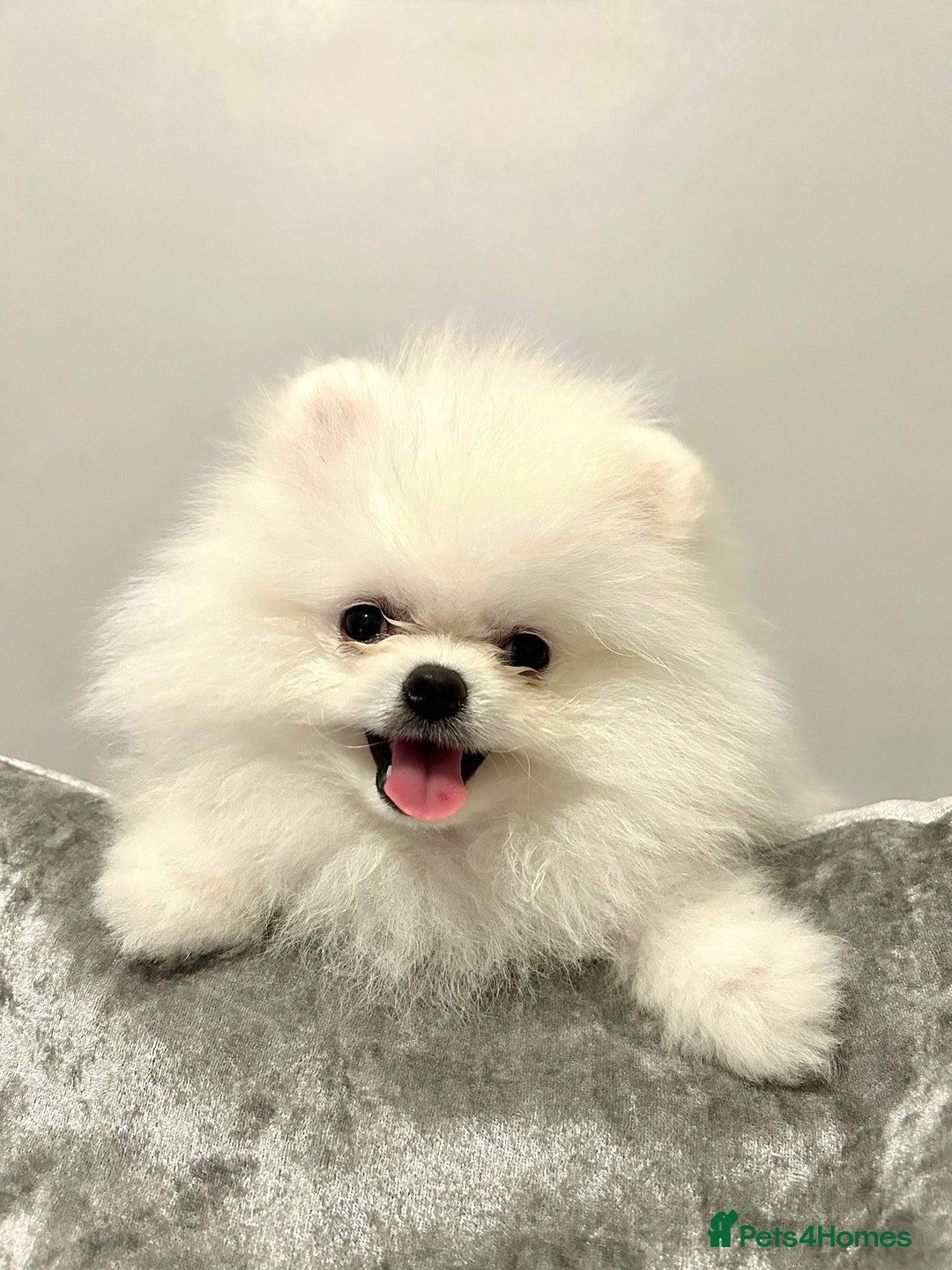 Pomeranian dogs for sale: Korean–Russian Exclusive Teddy Bear Pomeranian ✨🐻 - Advert 1