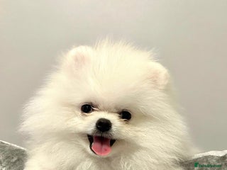 Pomeranian dogs Korean–Russian Exclusive Teddy Bear Pomeranian ✨🐻 - Advert 1