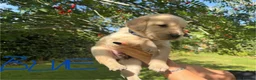 Goldador dogs for sale: Golden Retriever Labrador Puppies - Advert 12