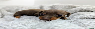 Miniature Dachshund Puppy 1