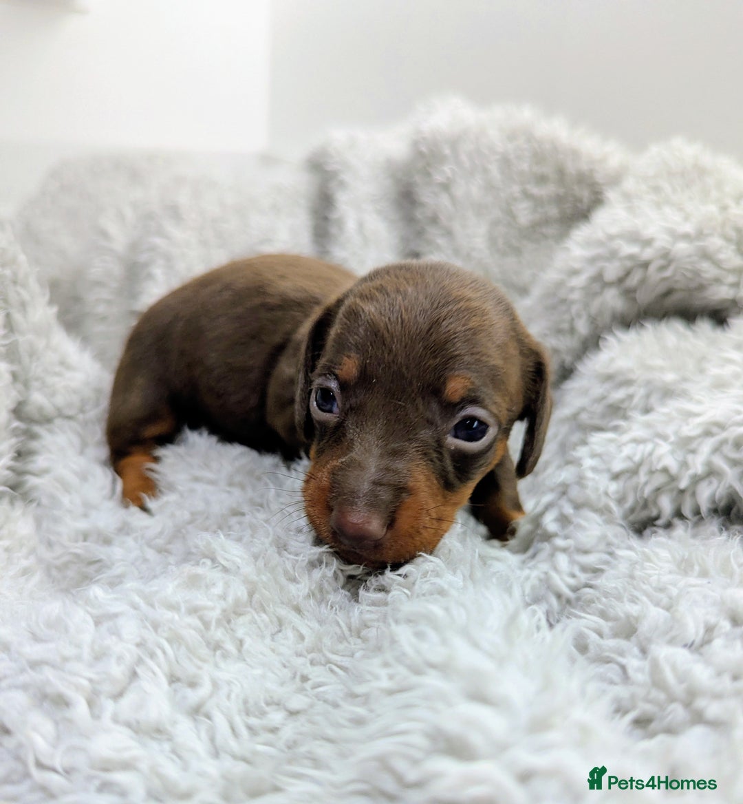 Miniature Dachshund dogs for sale: Beautiful Miniature Dachshund *one little girl* - Advert 20