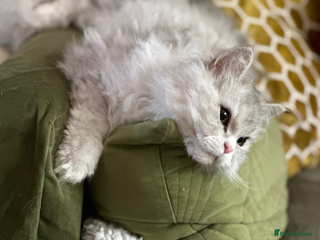 Selkirk Rex cats for sale: 3 year old retired Selkirk Rex Girl Available - Image 3
