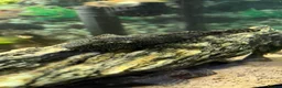 Plecos fish for sale: Common bristlenose plecostomus  - Advert 3