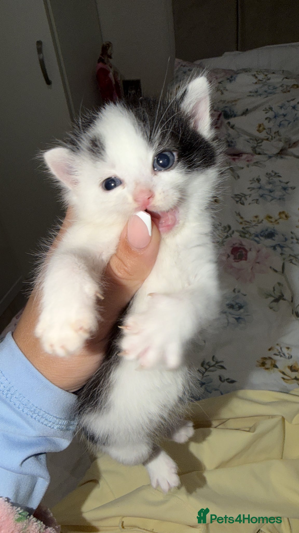 British Longhair cats  £150 British longhair kittens  - Advert 7