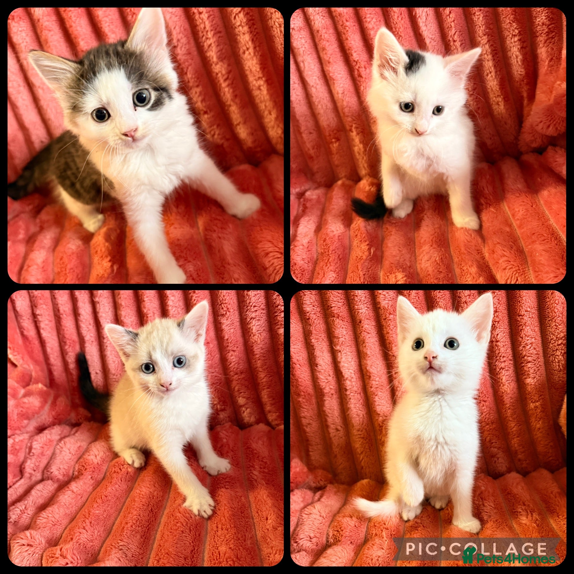 Mixed Breed cats Gorgeous Fluffy Kittens Looking for Forever Homes - Advert 5