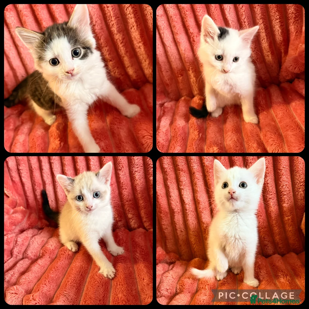 Mixed Breed cats for sale: Gorgeous Fluffy Kittens Looking for Forever Homes - Advert 1