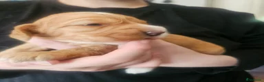Cockapoo Puppy 3