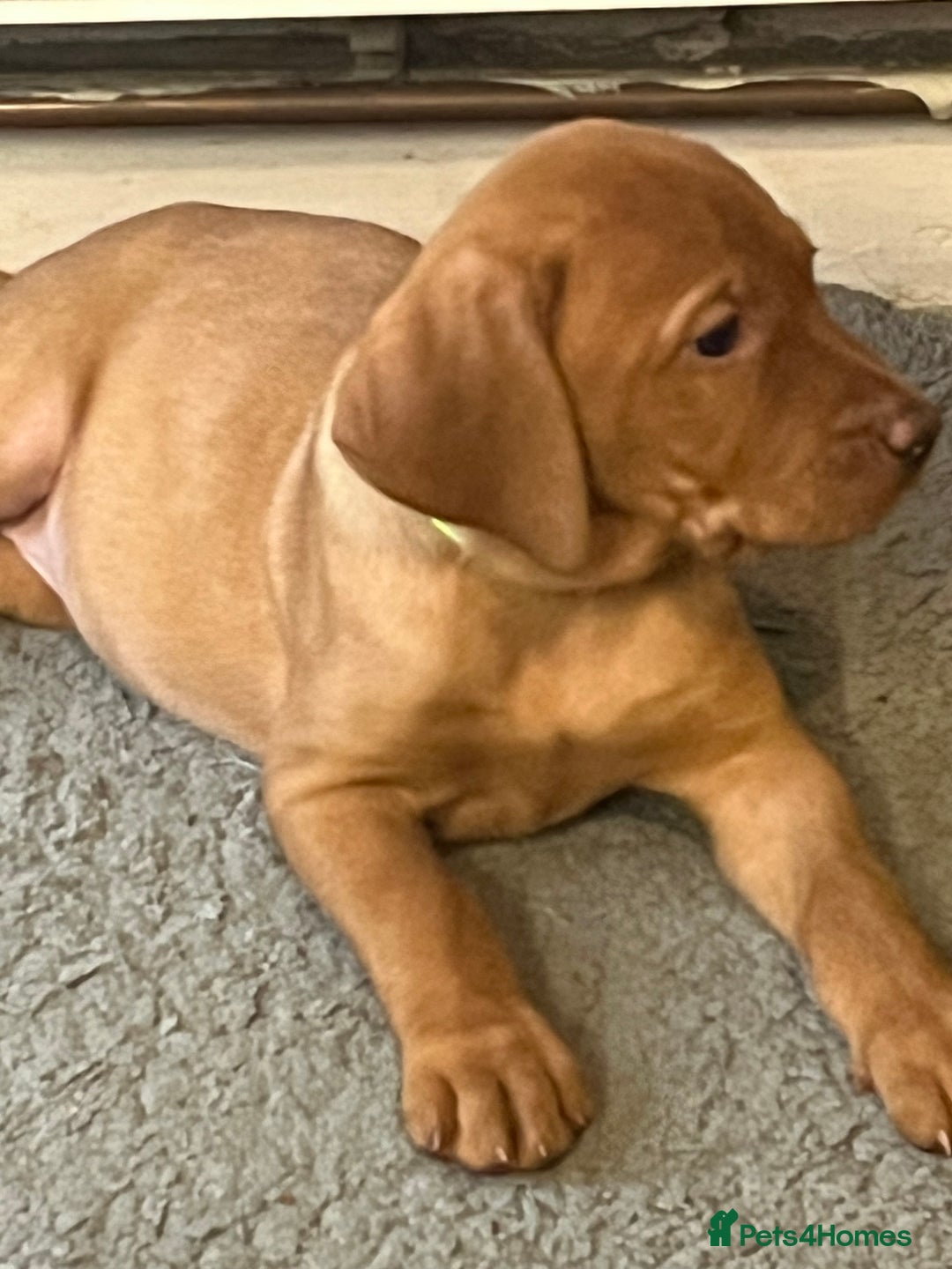 Mixed Breed dogs for sale: HUNGARIAN VIZSLA x FOX RED LABRADOR  - Advert 15