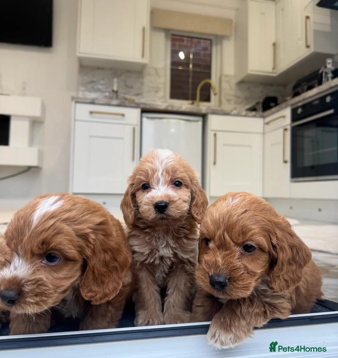 Cockapoo dogs for sale: F1 COCKAPOOS pra clear (council lincesed) - Advert 19