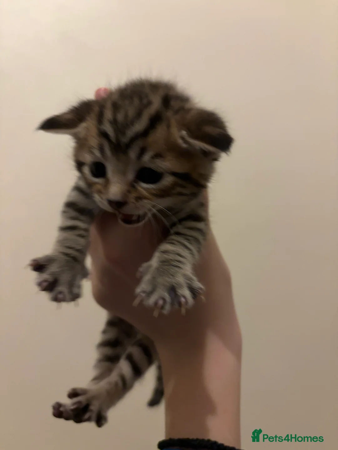 Mixed Breed cats for sale: Tabby kittens for sale!! - Advert 5