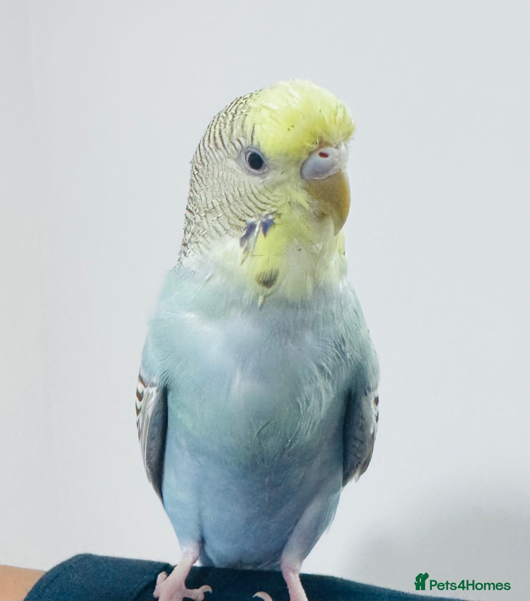Budgerigars birds Friendly Budgie – Hand-Tamed, Needs a Loving Home  - Advert 7
