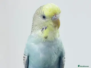 Budgerigars birds Friendly Budgie – Hand-Tamed, Needs a Loving Home - Advert 7