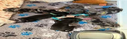 Miniature Dachshund dogs for sale: KC Mini Dachshund Silver Dapple Brindle Puppies  in Umberleigh - Advert 10