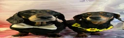 Miniature Dachshund dogs for sale: Male Miniature Dachshund For Sale  - Advert 3