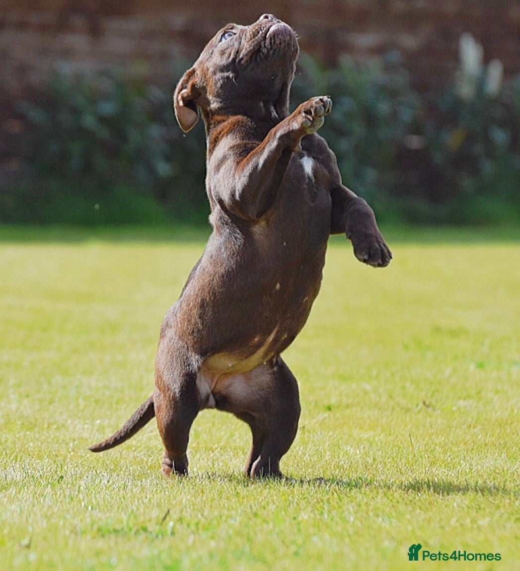 Olde English Bulldogge dogs 23 years Professionals 5⭐️Rated Licensed.  - Advert 3