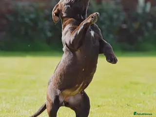 Olde English Bulldogge dogs 23 years Professionals 5⭐️Rated Licensed. - Advert 3