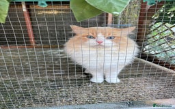 Ragdoll cats for sale: Ragdoll adult  Tica  - Image 11