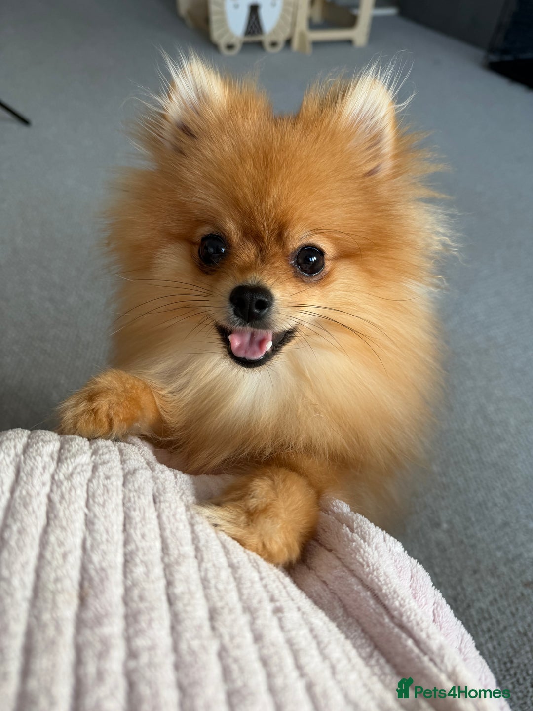 Pomeranian dogs for sale: KC Pomeranian girl rehoming  - Advert 2