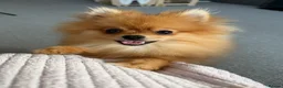 Pomeranian dogs for sale: KC Pomeranian girl rehoming PENDING - Advert 2