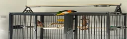 Parrots birds for sale: Tame Male DNA Caique - Advert 2