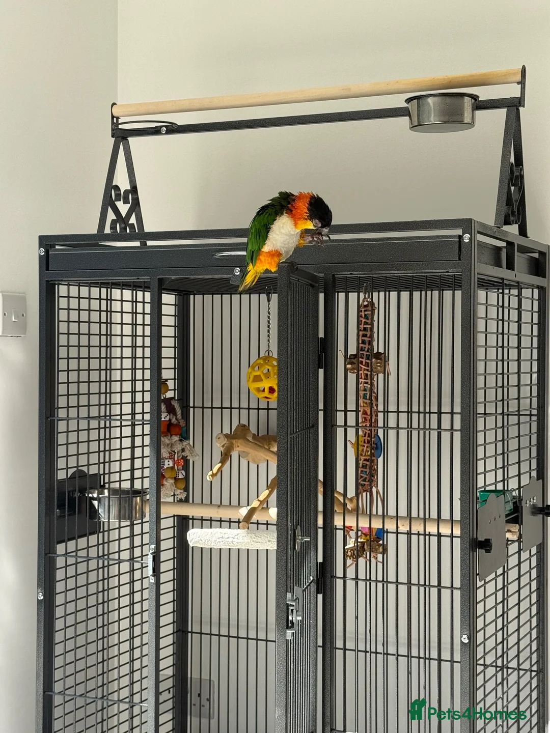 Parrots birds for sale: Tame Male DNA Caique - Advert 2