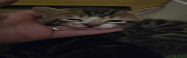 Bengal Kitten 1