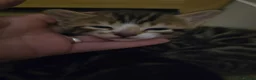 Bengal cats for sale: Mixed bengal clubs  in Holt - Advert 4