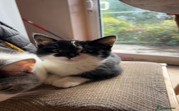 British Longhair cats for sale: 2 black and white kitten - Image 2