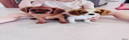 Cavalier King Charles Spaniel dogs for sale: Cavalier King Charles puppies - Advert 3