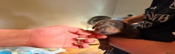 Dobermann dogs for sale: 7 Beautiful Dobermann puppies of mixed colours. in Reading - Advert 4