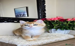 Scottish Fold cats for sale: READY NOW - TICA - SCOTTISH STRAIGHT BOY, NY12. - Image 25