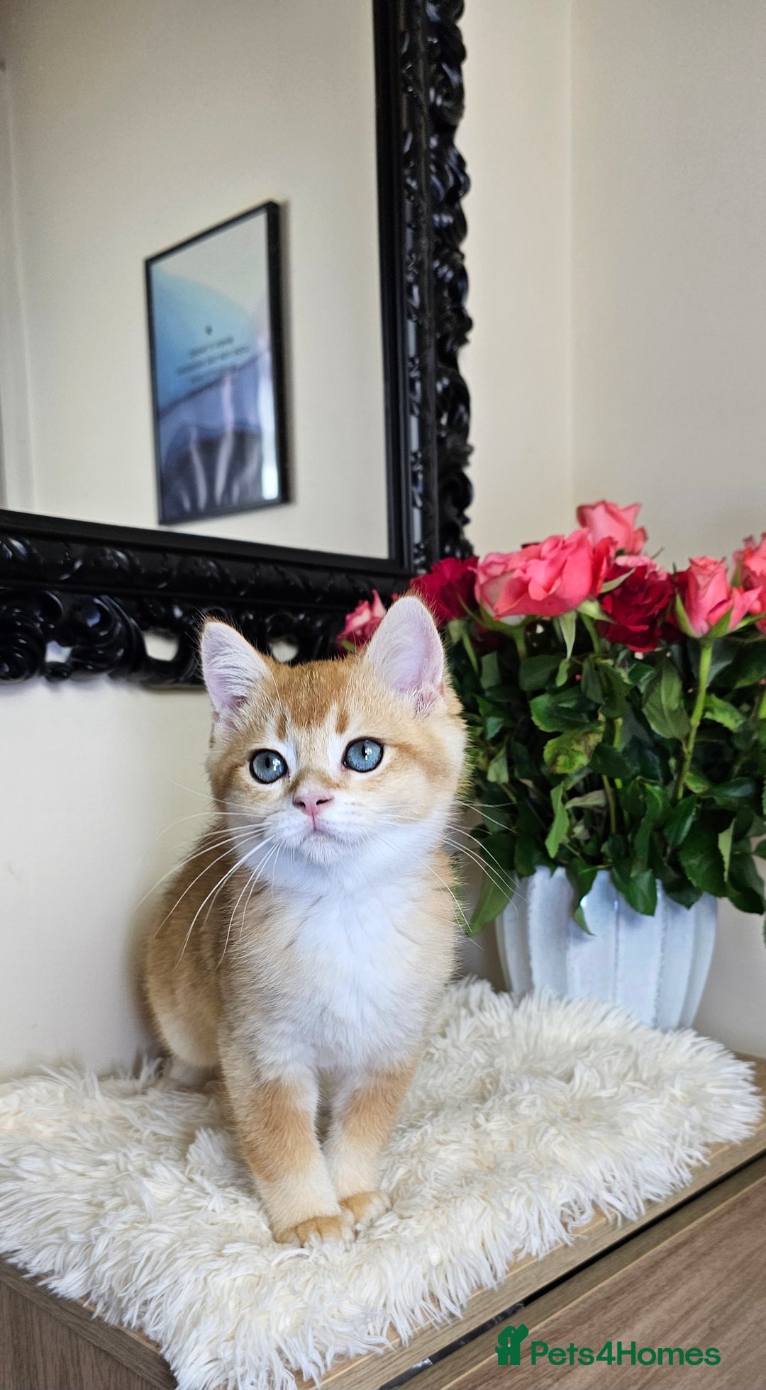 Scottish Fold cats for sale: READY NOW - TICA - SCOTTISH STRAIGHT BOY, NY12. - Image 25