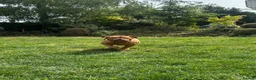 Dogue De Bordeaux dogs for sale: Dogue De Bordeaux Girl - Advert 7