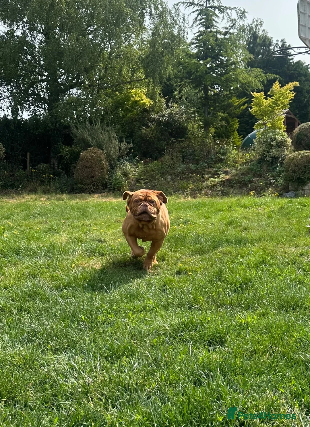 Dogue De Bordeaux dogs for sale: Dogue De Bordeaux Girl - Advert 7