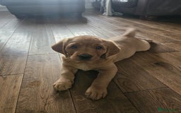 Goldador dogs for sale: Fox red lab x fox red retriever pups READY NOW - Image 26