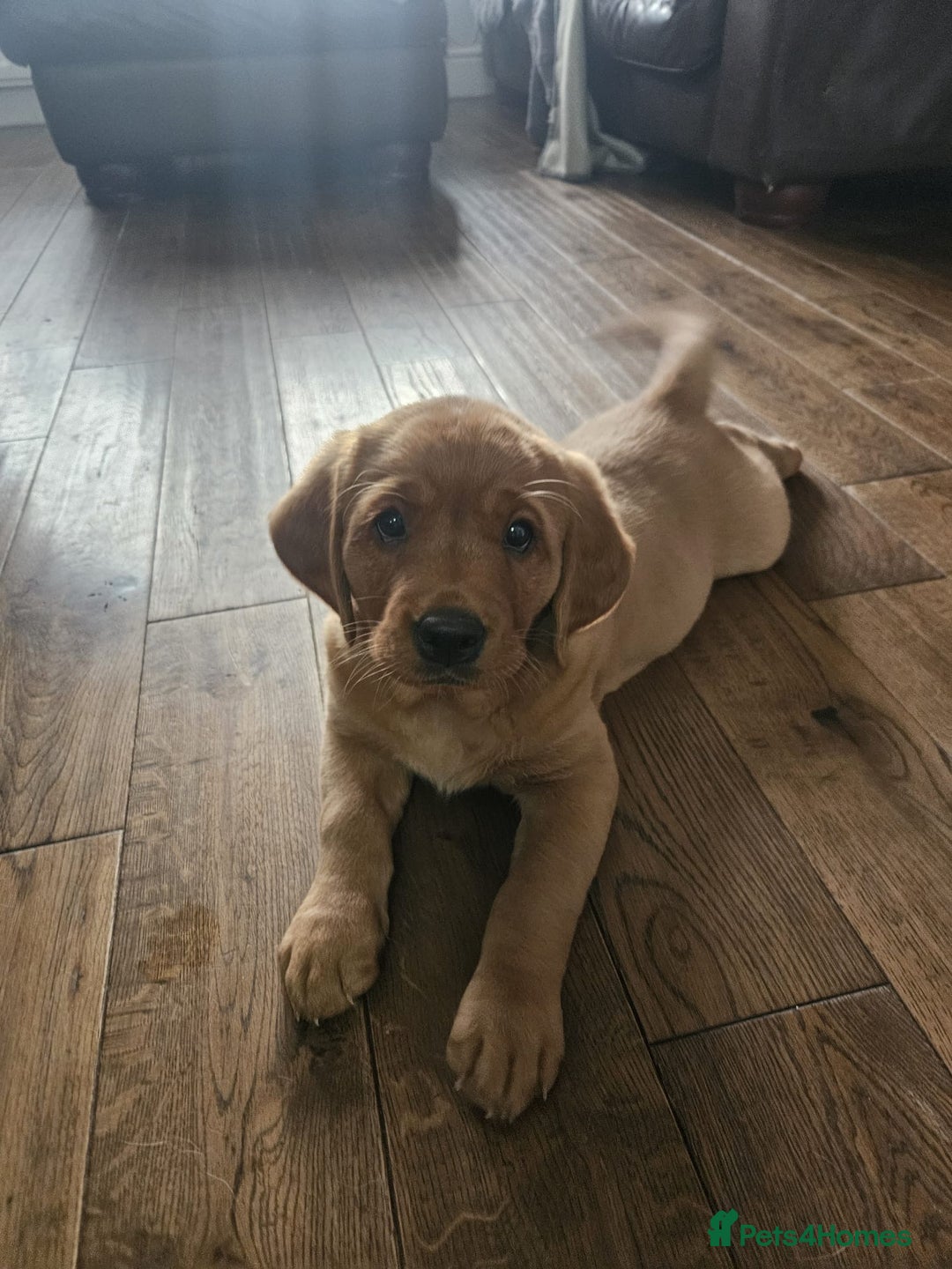 Goldador dogs for sale: Fox red lab x fox red retriever pups READY NOW - Image 26