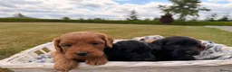 Cockapoo dogs for sale: Stunning F1 Cockapoo pups for sale  - Advert 4