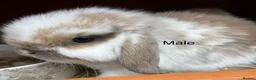Mini Lop rabbits for sale: Beautiful mini lop rabbits for sale - Advert 6