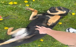 Mixed Breed dogs for sale: Alaskan Rottweiler Chow - Image 8