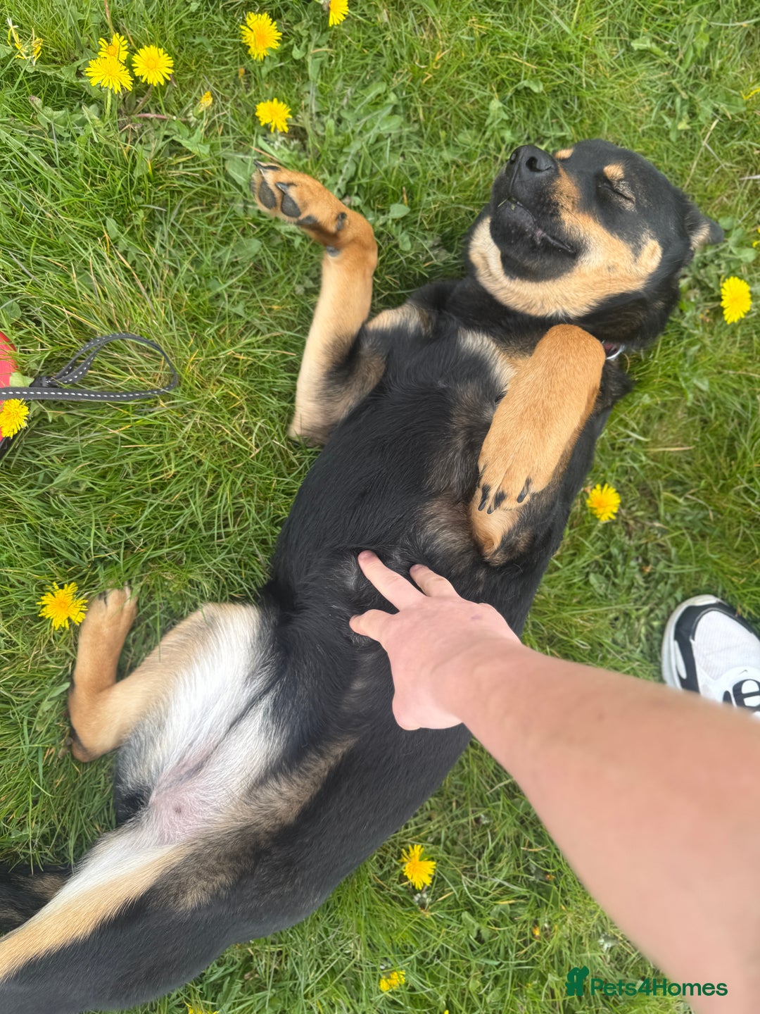 Mixed Breed dogs for sale: Alaskan Rottweiler Chow - Image 8