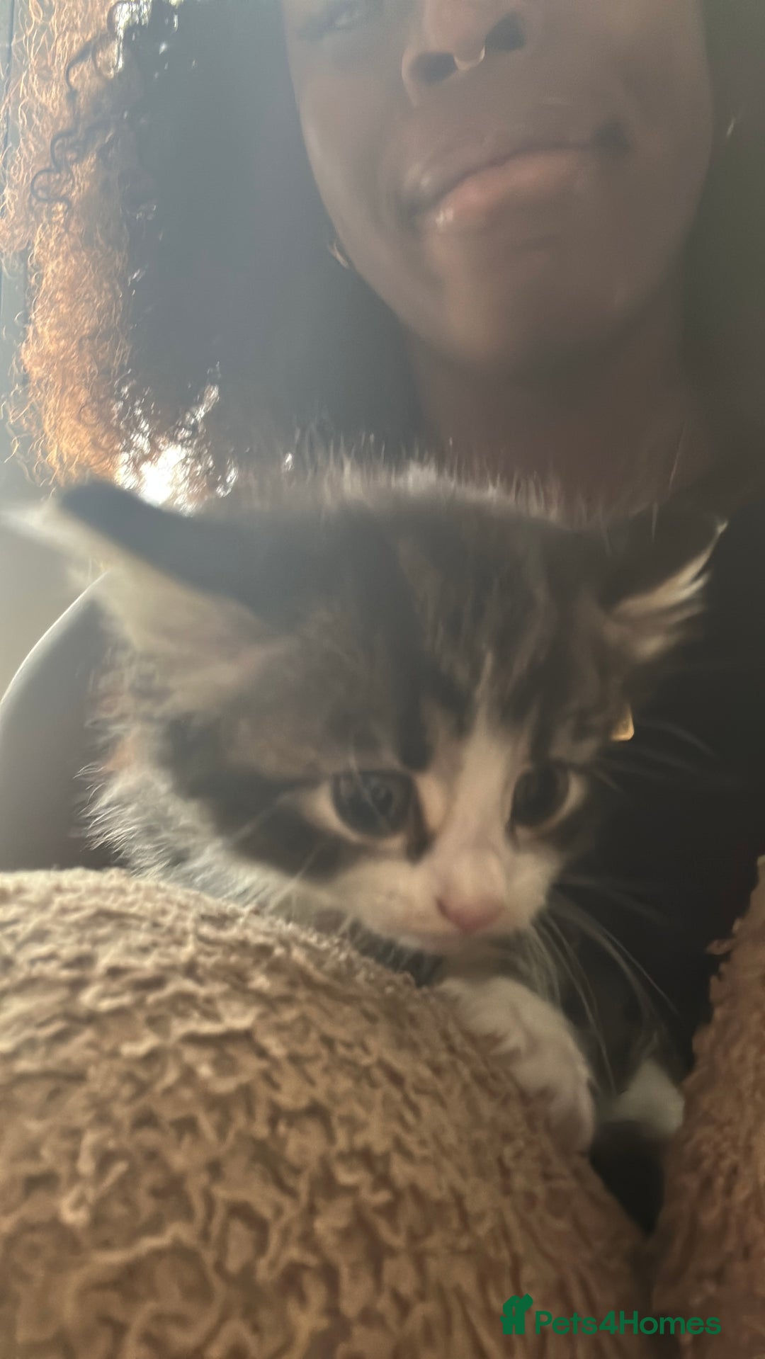 British Longhair cats for sale: Beautiful & playful kittens ready for new home - Image 5