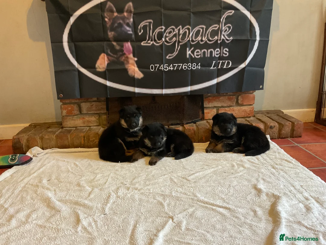 German Shepherd dogs for sale: Quality litter GSD @icepack kennels - Advert 1