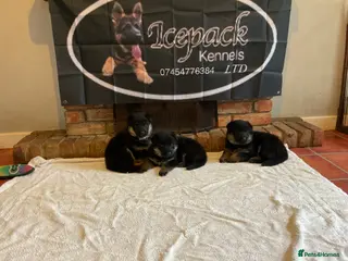 German Shepherd dogs Quality litter GSD @icepack kennels - Advert 6