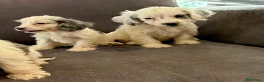 Cockapoo 6