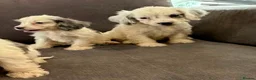 Cockapoo dogs for sale: 10 beautiful cockapoos in Wickford - Advert 10