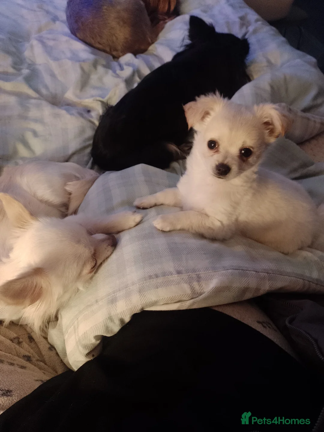 Chihuahua dogs for sale: Long haired chihuahuas - Advert 3