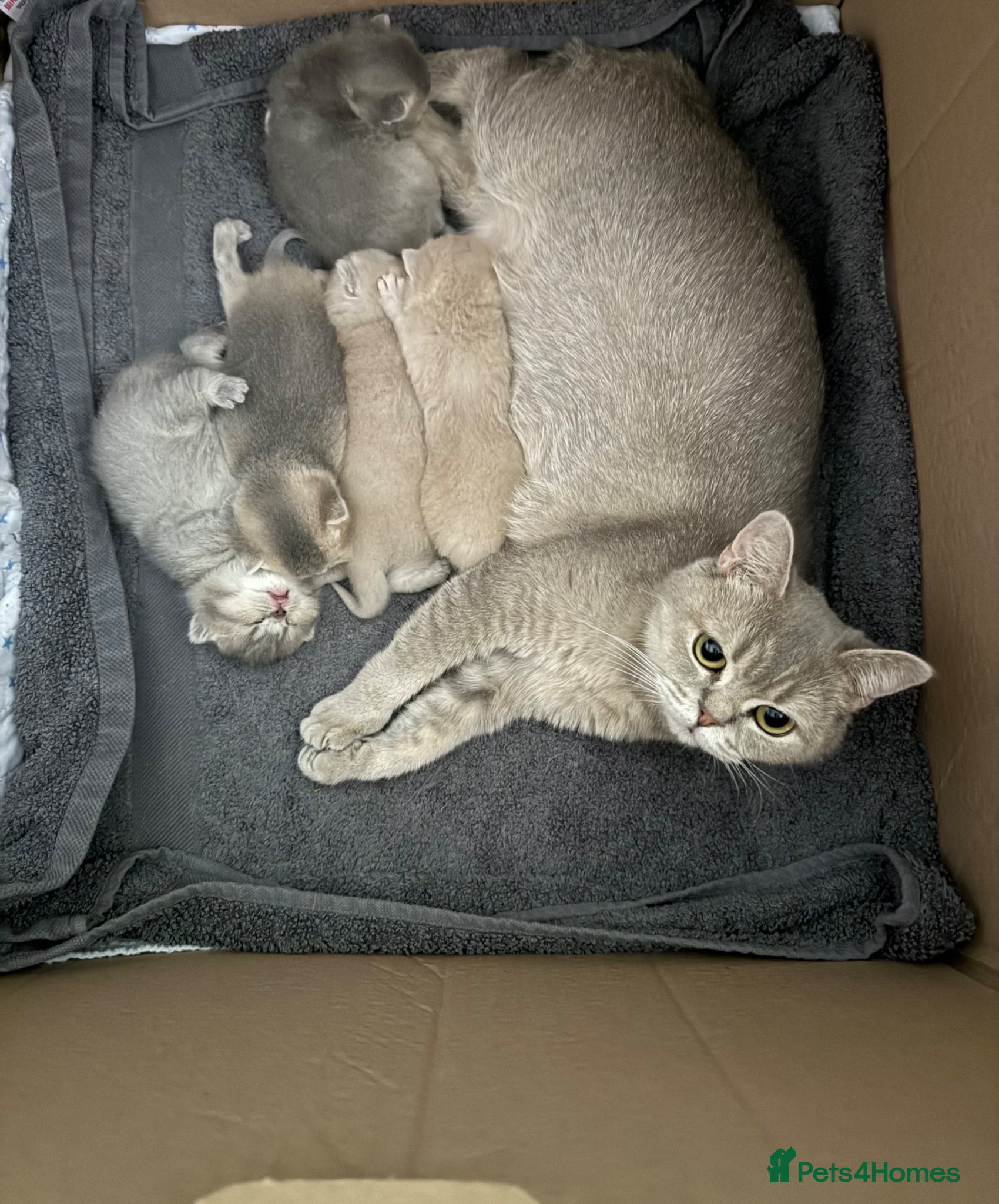 British Shorthair cats Beautiful BSH kittens GCCF reg - Advert 1