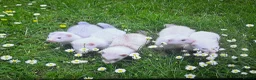 Ferret rodents for sale: Baby ferrets looking for forever homes🏡 - Advert 28