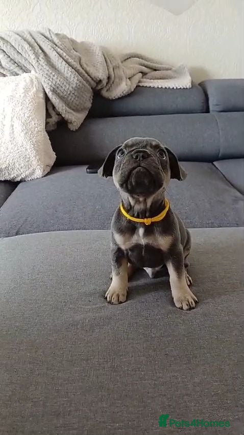 French Bulldog dogs Exceptional KC French Bulldog Puppies - Advert 2
