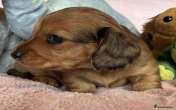 Dachshund dogs for sale: KC reg PRA clear gorgeous puppies - Image 11